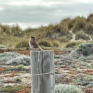 Meet your Posher, Sharon